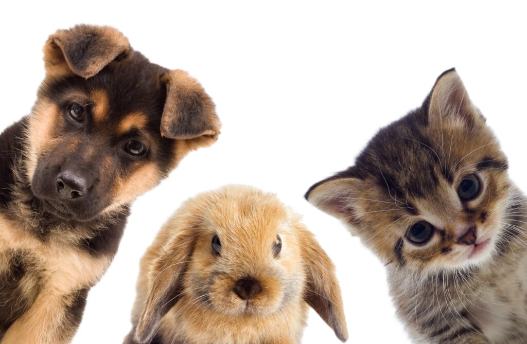pets