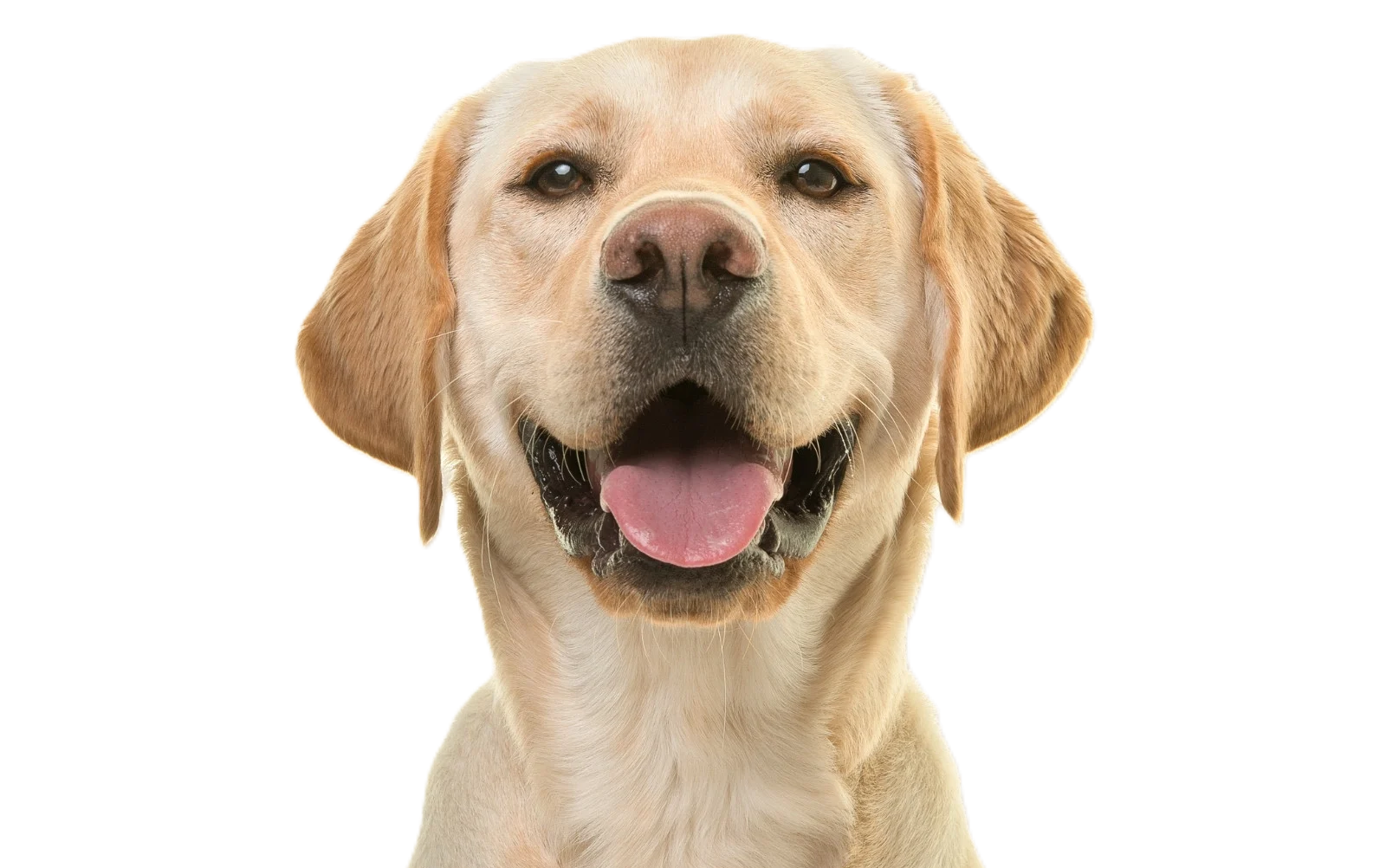 doggo