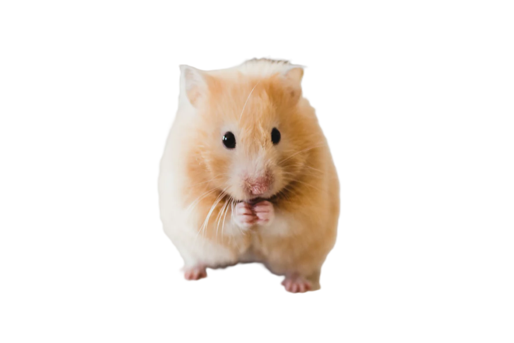 mousy